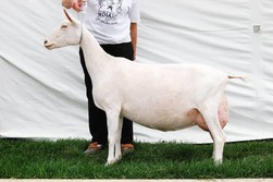 Зааненская порода