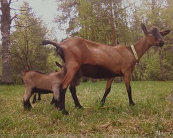 Альпийская порода