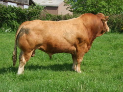 Лимузинская порода