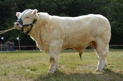 Шаролезская порода коров