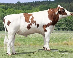 Симментальская порода