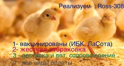 Суточные цыплята